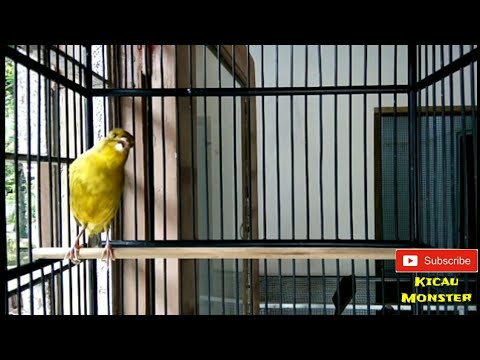 Masturbasi dan potensi Kateter di penis setelah operasi