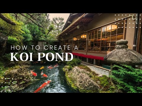 Koi Care 101: A Beginner's Guide to Keeping Your Koi Happy and Healthy