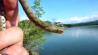 preview picture of video 'Şarpe de apă - Dice snake.'