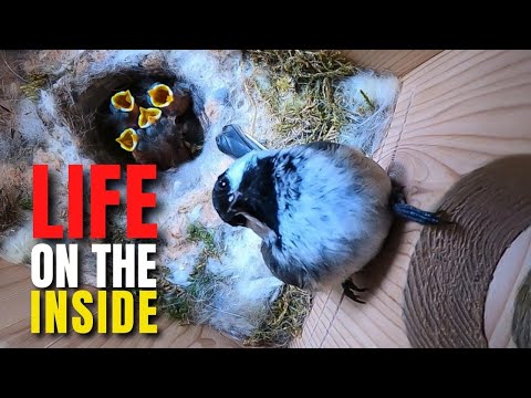 image-What kind of nests do chickadees make?