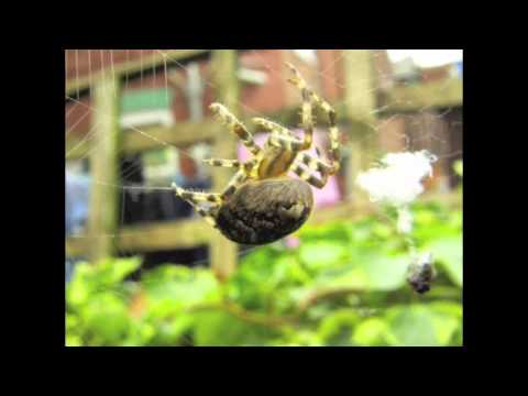 Garden Spider spinning web (music by The Cure: 