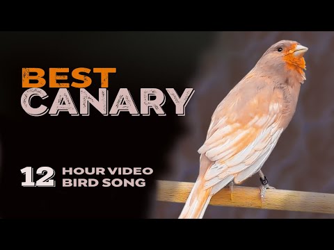The Best Training Song 12h - Canary bird singing