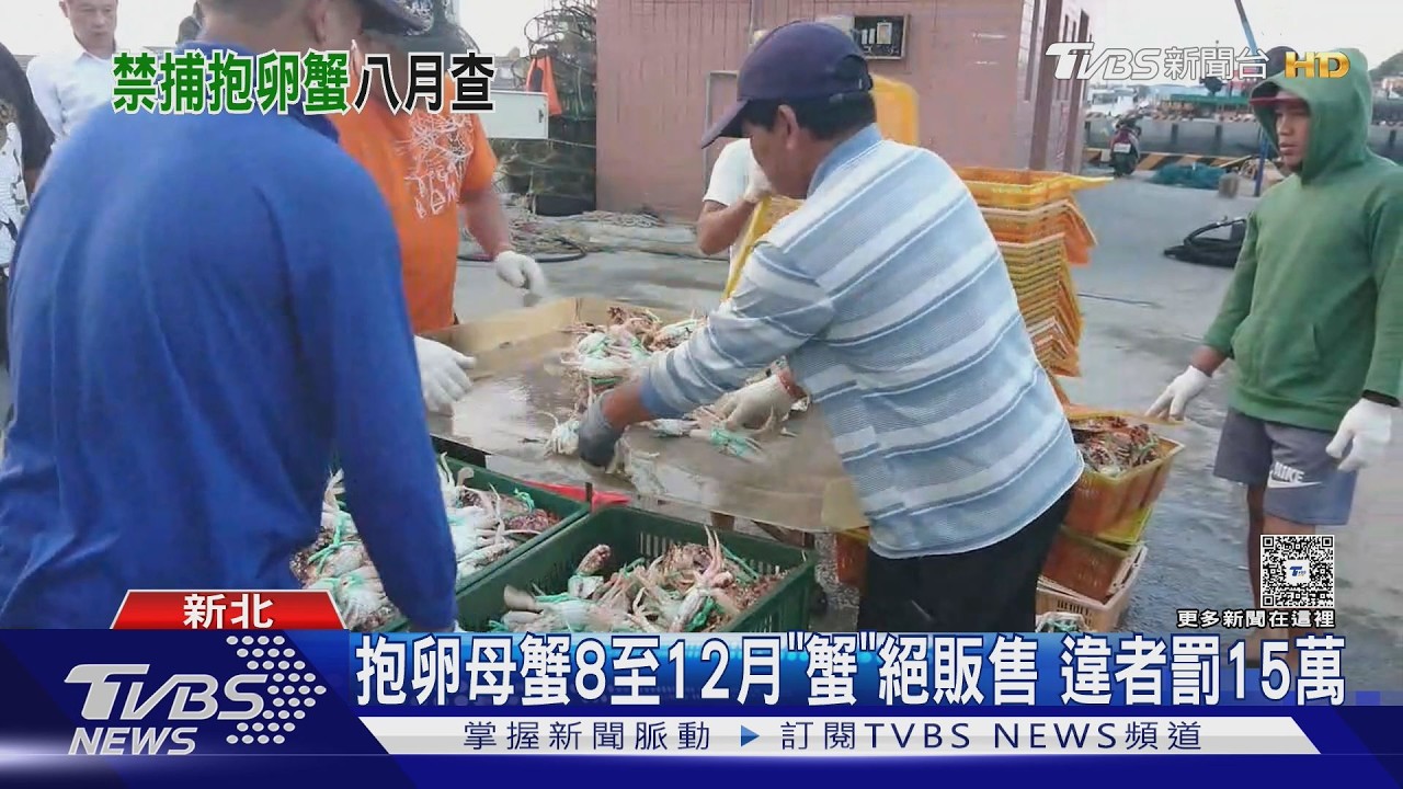 影音／蟳蟹繁殖期來了！抱卵母蟹「蟹」絕捕撈　違者最重罰15萬