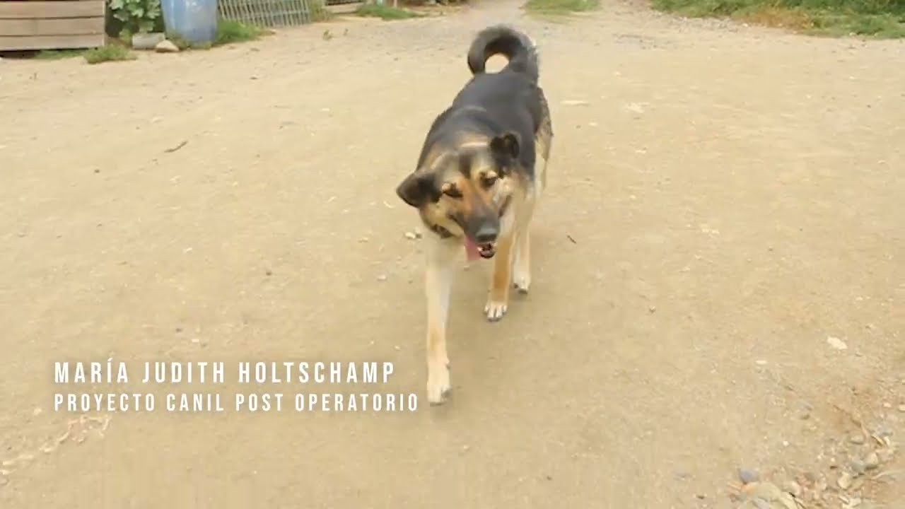 Video del Refugio DHERMES