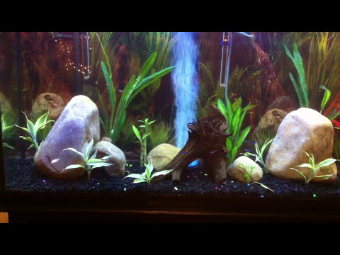 Discus fish tank 2014