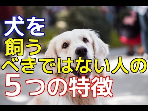犬の免許 – 犬の飼い主が知っておくべきことすべて