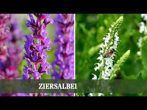 Ziersalbei - Sorten, Rückschnitt und Ansprüche der bienenfreundlichen Staude