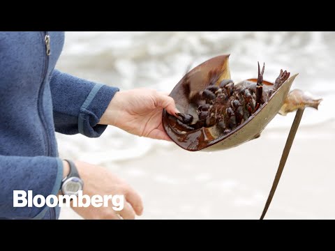 このカニの血はあなたの命を救ったかもしれない (This Crab's Blood May Have Saved Your Life)