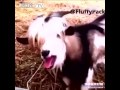 Animal Sex