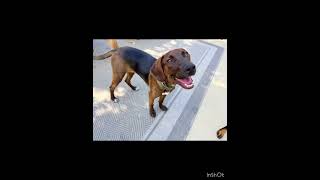 Video preview image #1 Mutt Puppy For Sale in Roxboro, NC, USA