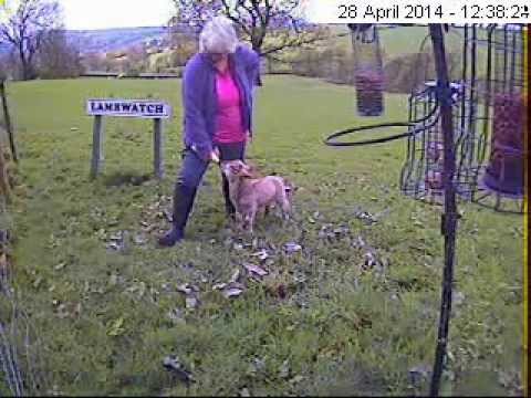 Lynda bottle feeds pet lamb