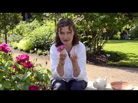 Det doftar i örtagården - del 3 - Rosor