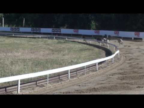 Kross Gipsy T4, Czech Derby Trial Stakes ,Isaszeg 17.06.2017.