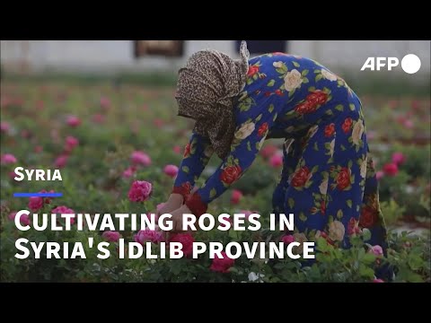 , title : 'Cultivating roses in Syria's Idlib province | AFP'