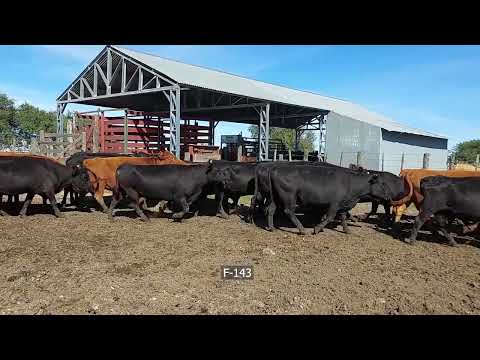 Lote 43 Vacas usadas preñadas en Gualeguaychú, Entre Ríos