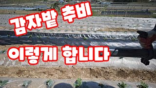 감자 추비 2023 비료 종류 선택 추비 방법 [감자재배방법]