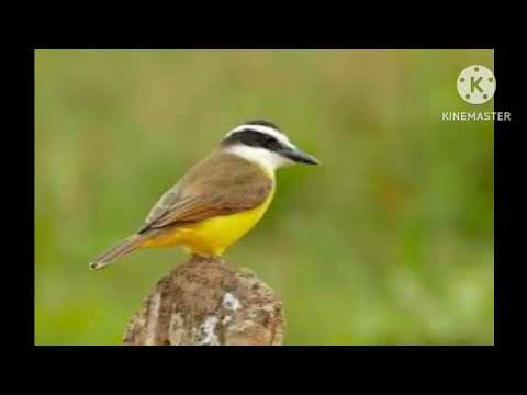 sonido del pájaro - cristo fue