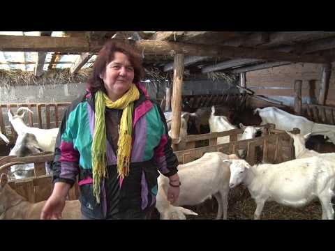 Najsladje obdanište u Varni - farma koza