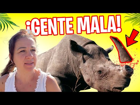 ¿Qué pasa cuando un RINOCERONTE pierde su CUERNO ? La verdad oculta...