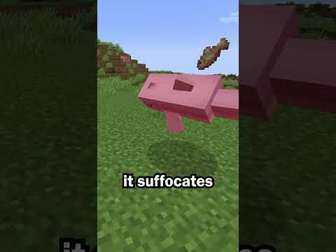Dolphins are the dumbest mob in Minecraft