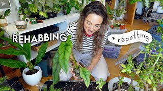 URGENT Plant Rehabbing 🌿 Repot With Me + Chat