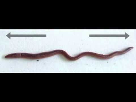 charactirestics of african nightcrawler