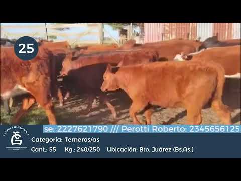 Lote M Y H - Bto Juárez Bs As