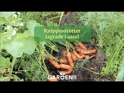Knippmorötter lagrade i sand - Trädgårdshacks med GardenR