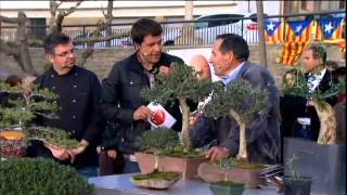 preview picture of video 'Divendres - Arbres petits i arbres gegants a Castellserà'