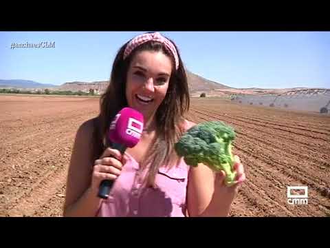 Plantación de brócoli y receta de arroz con brócoli - Ancha es CLM