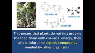 The Flow of Matter Through Food Chains