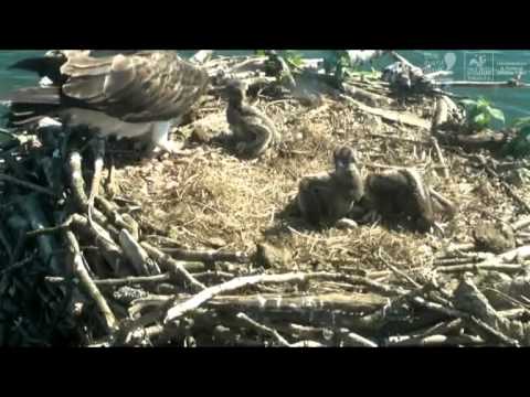 2013 06 03 Rutland Ospreys