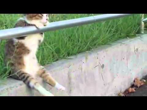 Cat sitting relaxed Video