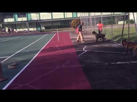 Bouvier des Flandres bite work.