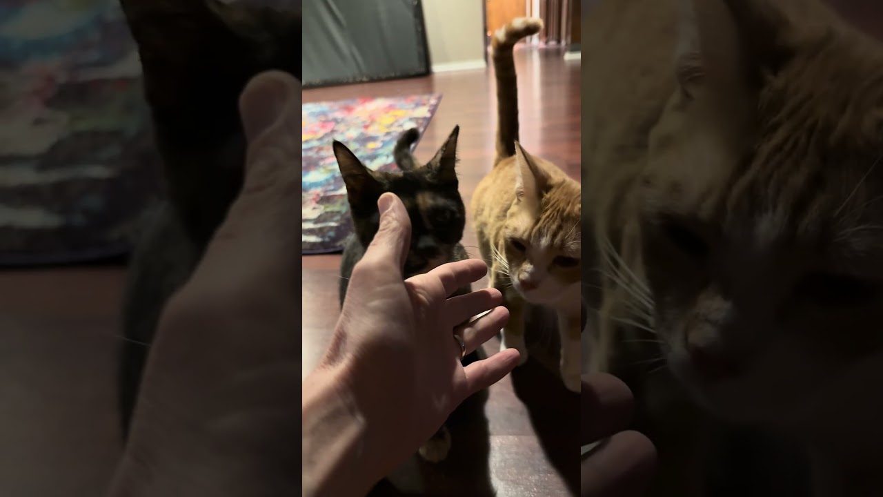 Enlarge Chanel, an adopted Tabby in Woodinville, WA video 5/5