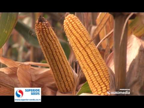 Superior – hibrid kukuruza Bećar_388_21.02.201