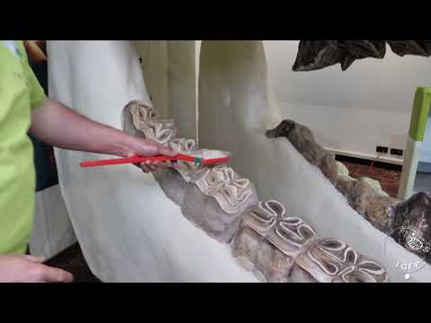 Ein Blick ins Pferdemaul Teil 1 - Junges Pferd - scharfe Kanten und Zahnwechsel/Milchzähne