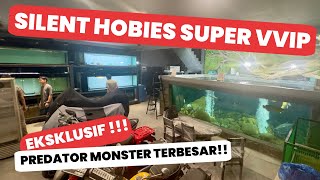 SILENT HOBIES VVIP PUNYA KOLEKSI IKAN PREDATOR TERBESAR NIH GUYS !!! UKURANNYA GAK LAZIM