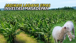 Download lagu Totalitas dalam beternak,jadikan lahan menjadi ladang emas dan investasi masa depan mp3 Download lagu Totalitas dalam beternak,jadikan lahan menjadi ladang emas dan investasi masa depan mp3