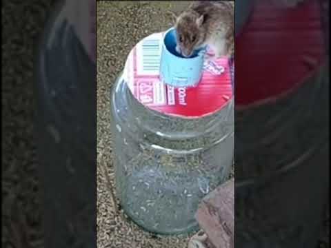 Top Head Fan Mouse Trap | Best Mouse Trap - DIY Homemade Part 02