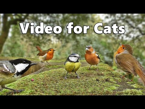 Videos for Cats to Watch - Birds Singing and Bird Sounds Spectacular