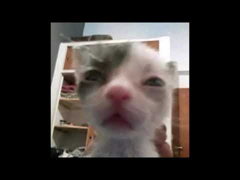 [FREE] TRAP METAL X CAMERONAZI X DNB TYPE BEAT "QUICKSCOPE"