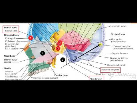 Nasopharynx Interior 2