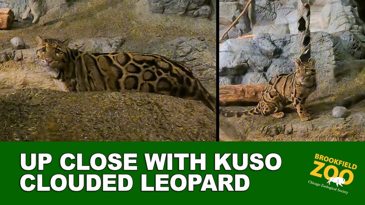 Up Close with Kuso Clouded Leopard
