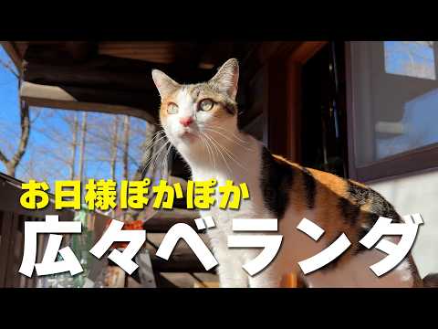 youtube-動物記事1970/01/01 09:00:00