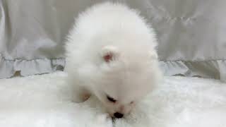 ポメラニアンの動画01