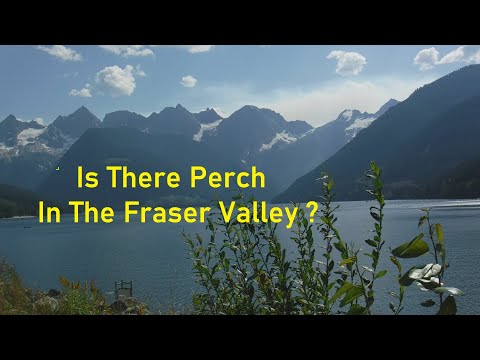 Is There Perch In The Fraser Valley ?