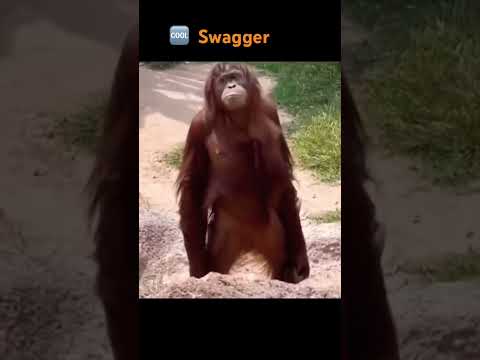 Swagger ape attitude🔥💯 #animals #petlover #funny #swagger #like #shorts