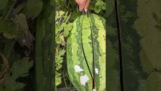 Download lagu # sot video tarbucha mp3 Download lagu # sot video tarbucha mp3