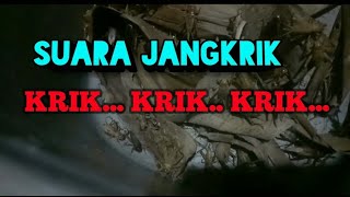 Download lagu SUARA JANGKRIK KERAS mp3